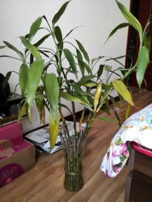 我养的富贵竹,只往高长,枝不粗壮,叶不茂盛,还有发黄的叶子,求高手