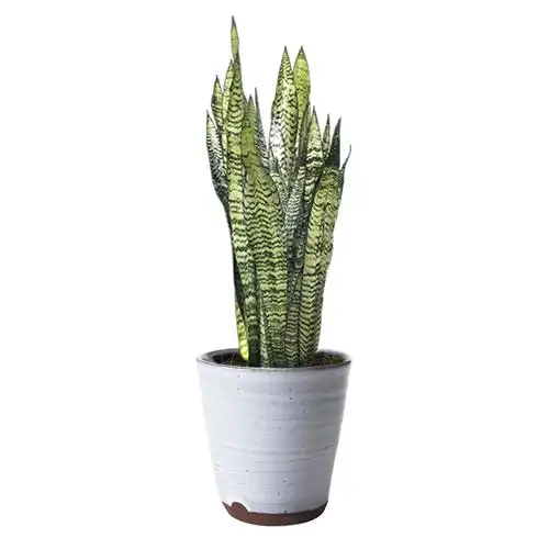 青叶虎尾兰银脉虎皮兰盆栽室内办公室植物 防辐射吸甲醛净化绿植