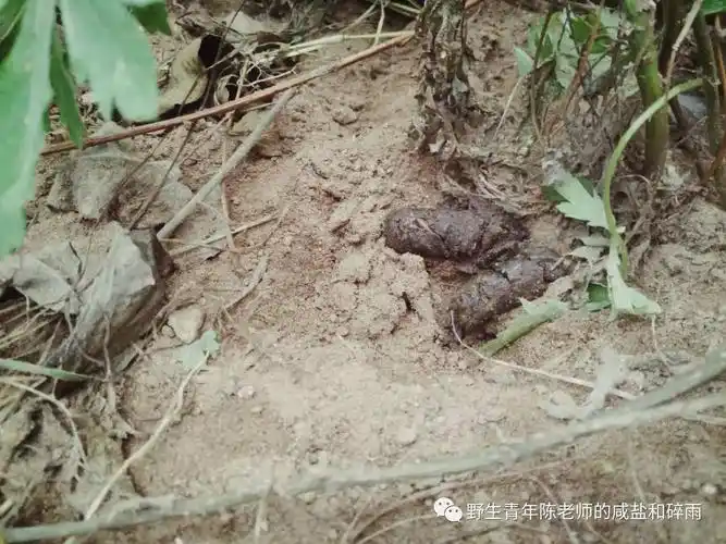 可以检查到粪便在从它来到北京市野生动物救护中心到陈老湿离开的七八