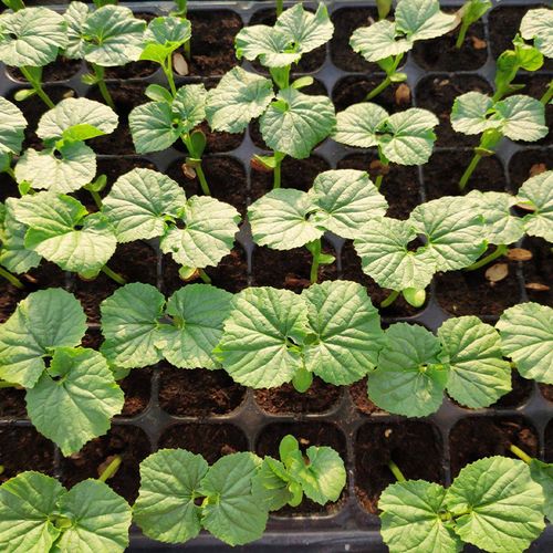 苦瓜苗秧特色蔬菜幼苗大批量南方种阳台菜苗种孑菜苗春季种子_双氙