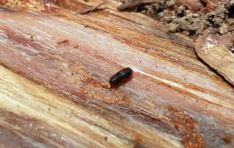 长林小蠹是重要的林木检疫性有害生物,原产欧洲南部,非洲北部及地中海