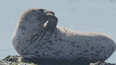 滚滚没有烦恼拍拍肚皮全身轻松它见证了无数海豹宝宝的成长一言不合