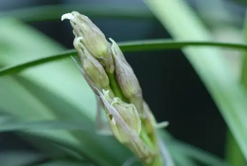 请看蕙兰水晶花花苞