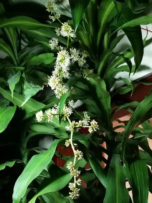 巴西木春节开花.