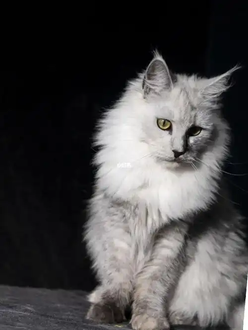 国内现货阴影色缅因女孩,缅因猫中的贵族色#缅因猫  #缅因  #缅因库恩