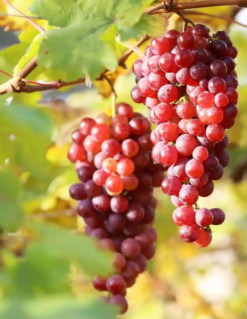 78号作品:老土葡萄-韦明海 摄