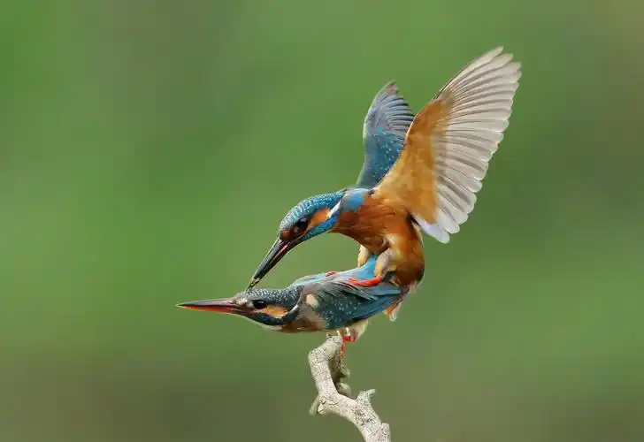 小翠特刊 写美篇/  生态版专业评委席  / 上海眯眯眼:中国鸟网版主