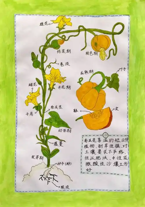 做个乐学的"自然科学爱好者"—濮阳市油田第一小学暑期"我的植物画报"