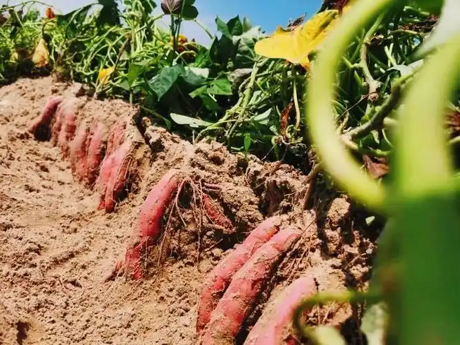 它在福建最美海湾吹海风,做海盐浴,躺赢地瓜界"王者"称号