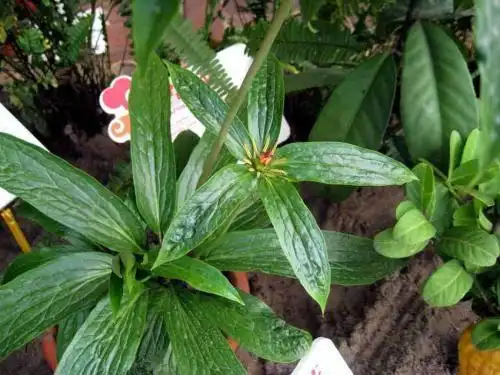 七姐妹中药药用功效