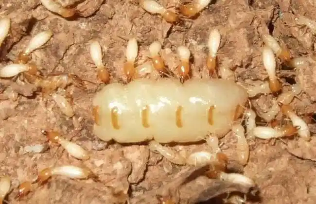 白蚁蚁后是怎么产生的