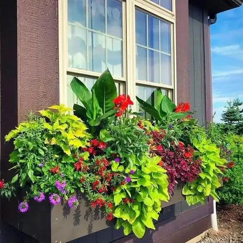 5种超耐阴的花卉绿植,看看你家养了吗?