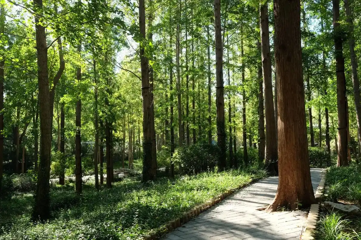 深秋的衫树林之美.(济南泉城公园)#风景如画的地方 #唯美意 - 抖音