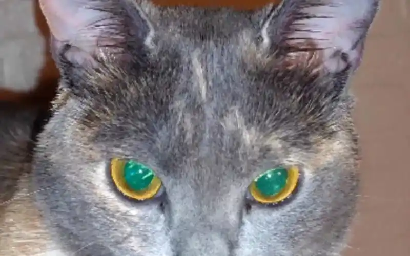 原来肥来的眼睛这么美像宝石一样