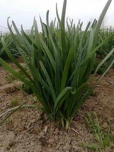 大叶韭菜 头茬 20~30cm