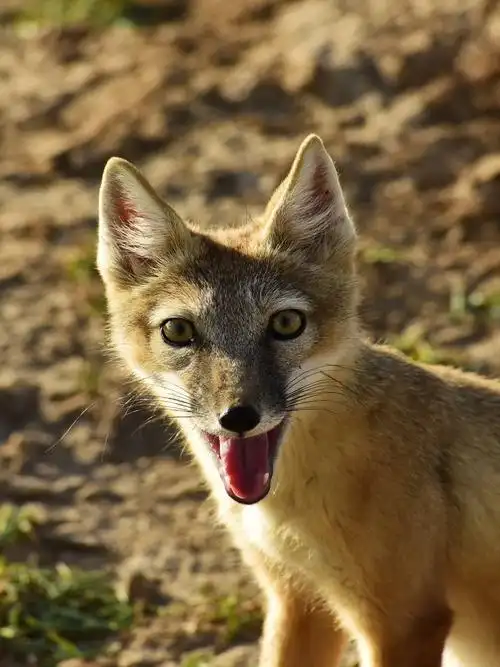 狐狸 动物 狐狸 赤狐 草狐 哺乳动物 野狐狸