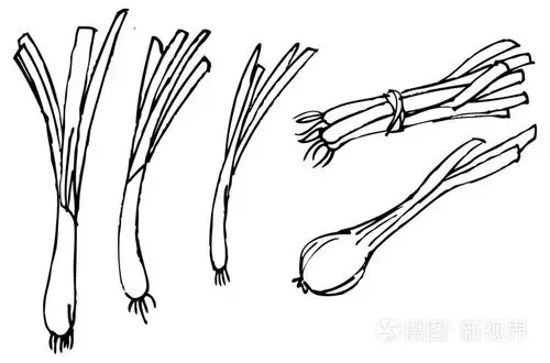 新鲜的葱插画-正版商用图片1g1q31-摄图新视界