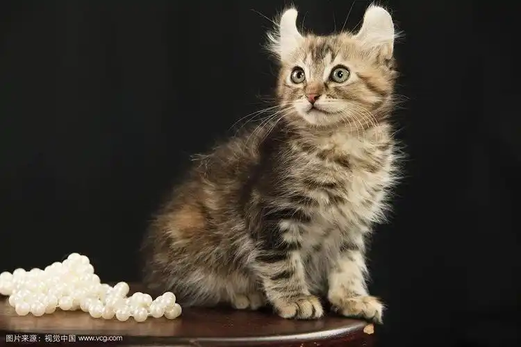 美国卷毛猫 傻白甜卷卷