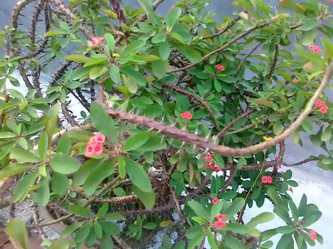 请问这叫什么植物啊,开红色小花,极其耐旱,周身布满刺,长条状