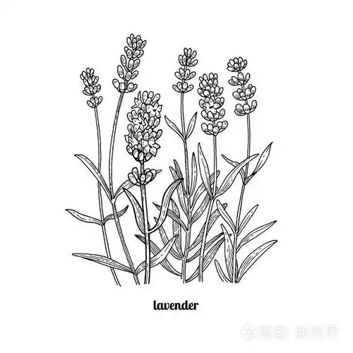 画薰衣草花