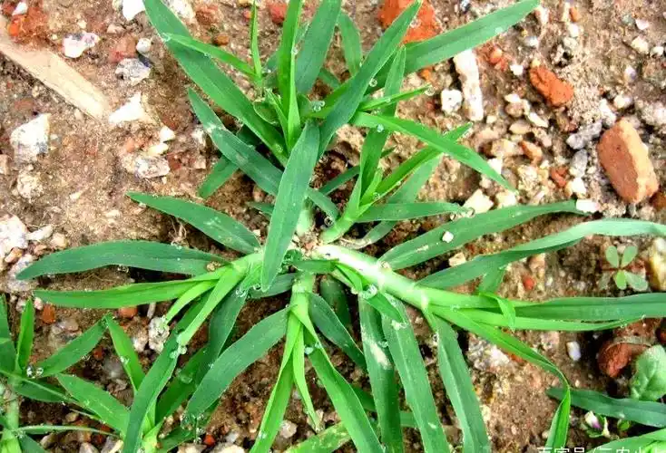 告诉家乡人此乃拽倒驴价值特别大见到别当野草铲除