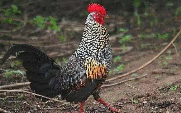 原创养鸡怎么选择鸡品种并不是越优质的品种越好这3个标准是关键