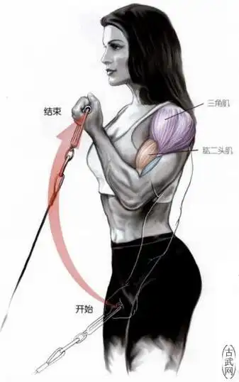 肱二头肌锻炼方法之拉力器弯举和吊绳滑轮弯举