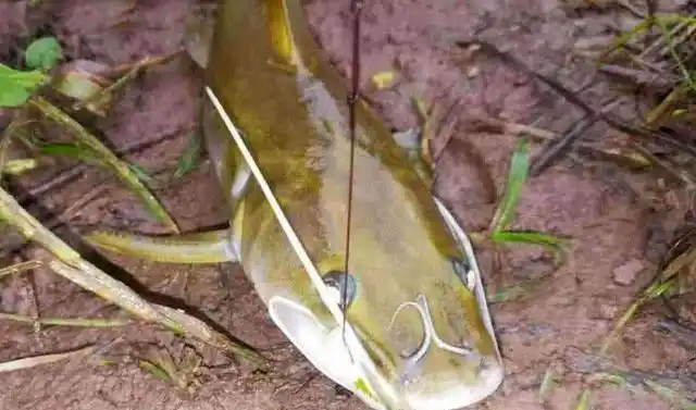 1,农村这种"石扁头"鱼,你认识吗?以前很多,如今价格昂贵很稀罕