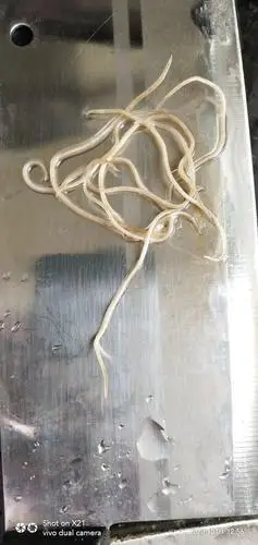 老师我的鸡肠内长了这种虫是什么虫吃什么药才能杀虫鸡肠道内无虫