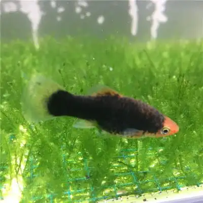 蓝月光鱼胎生鱼小型观赏热带草缸鱼活体热带鱼活体新手推荐易养活售价