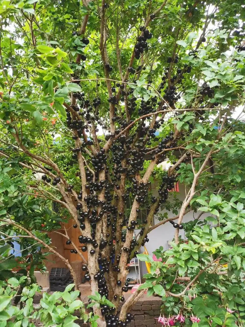 嘉宝果,俗称树葡萄,叶长绿树形佳,易栽种不生虫,4～11月多 - 抖音