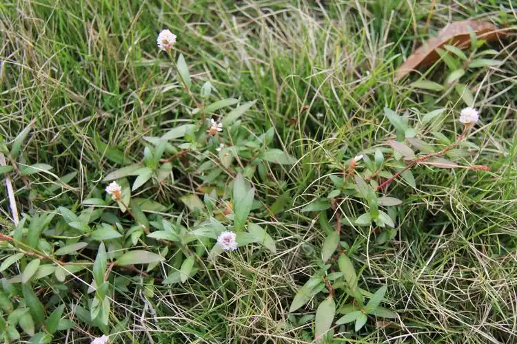庆元植物1188-蓼科-蓼属-蓼子草