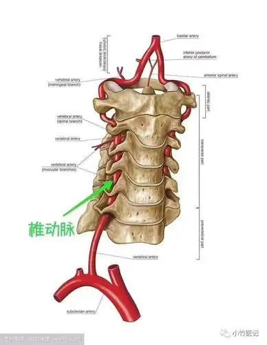 引起颈椎骨质增生,或椎间盘脱出,韧带增厚,刺激或压迫颈脊髓,颈部神经