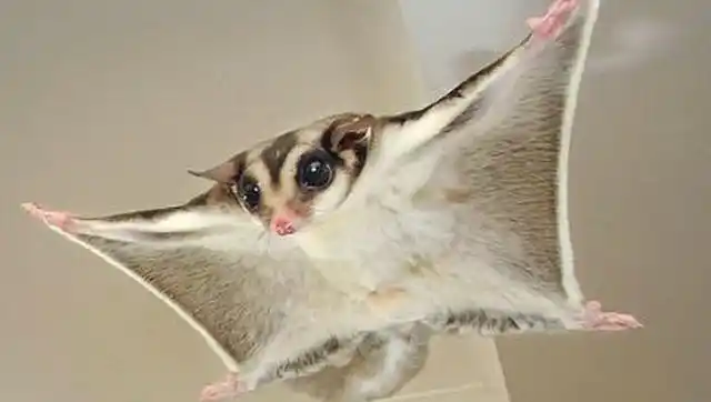 世界上唯一会飞的老鼠,虽然没有翅膀,但却可以自由滑翔!