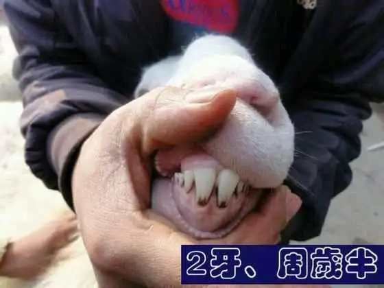 科普从牙齿辩别羊的年龄