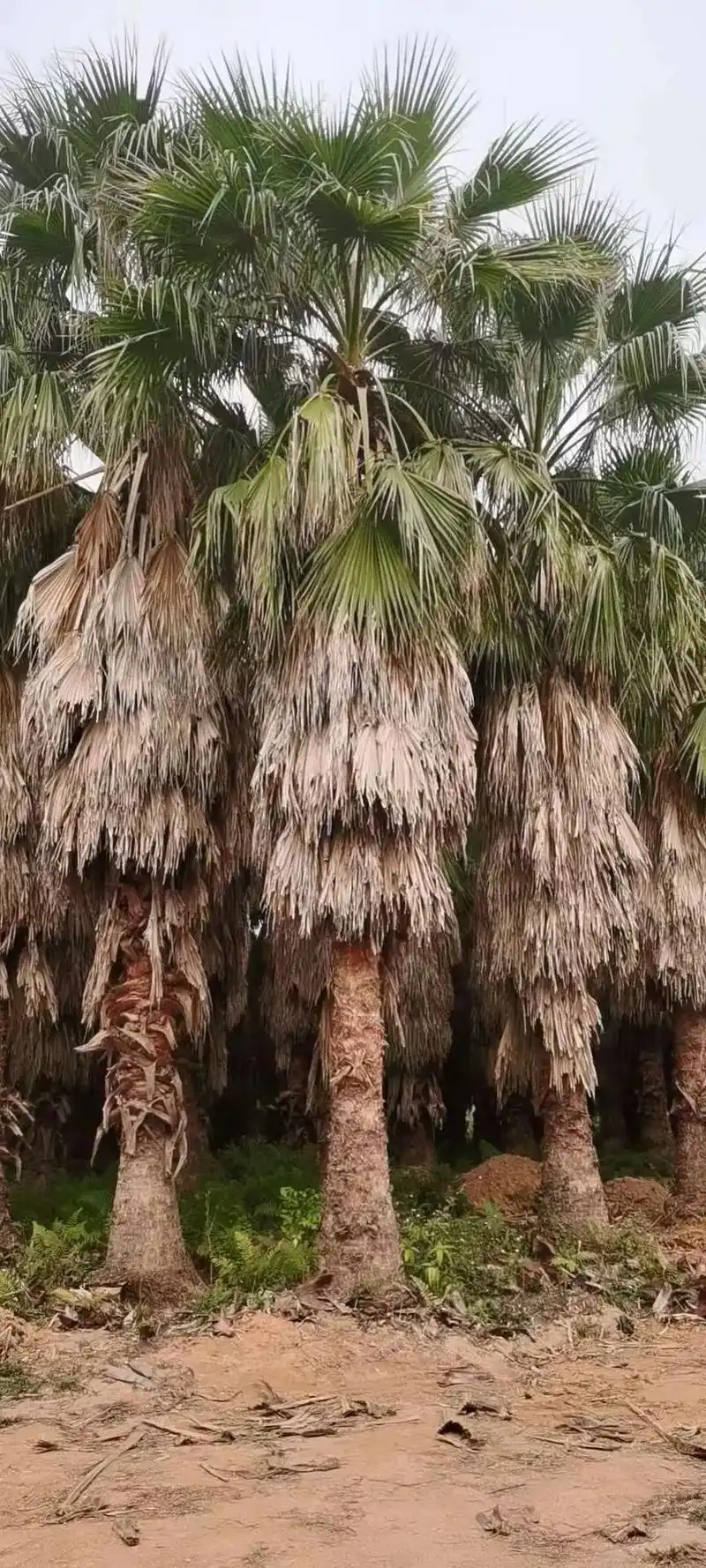 华棕,老人葵,华盛顿棕榈树批发基地现货.自然高2-10米,福 - 抖音