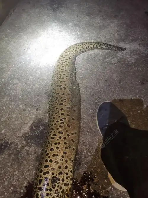 大腿那么粗的花油锥,上岸就砍头. - 钓鱼之家