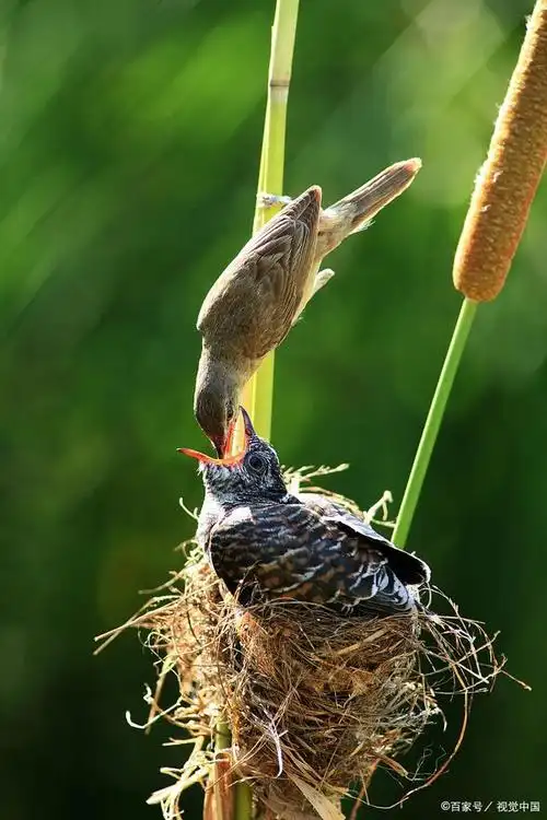 三声杜鹃——"贵贵阳"叫得让我着迷