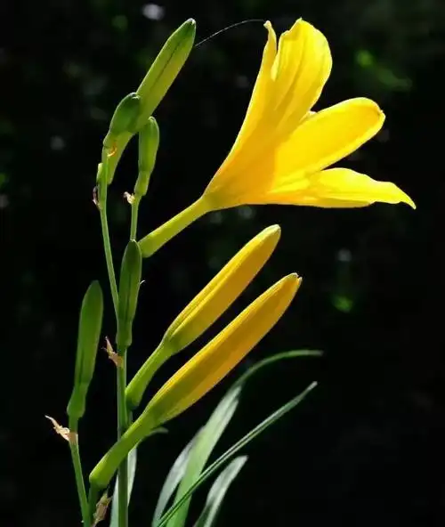 欣赏| 大兴安岭黄花菜