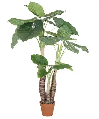 1.5米滴水观音y8059-   -3s 东莞市企石绿韵工艺品加工厂