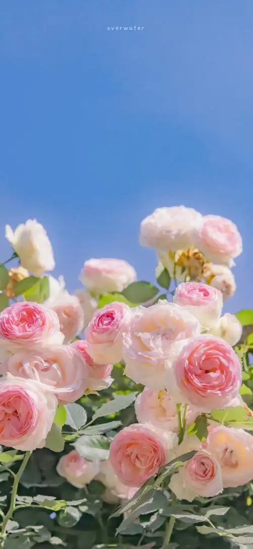 手机壁纸玫瑰从不失约