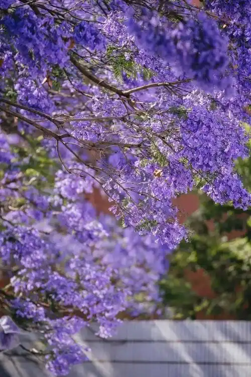 教场中路部分时段交通管制!赏蓝花楹还可去这些地方→_昆明_北路_车辆
