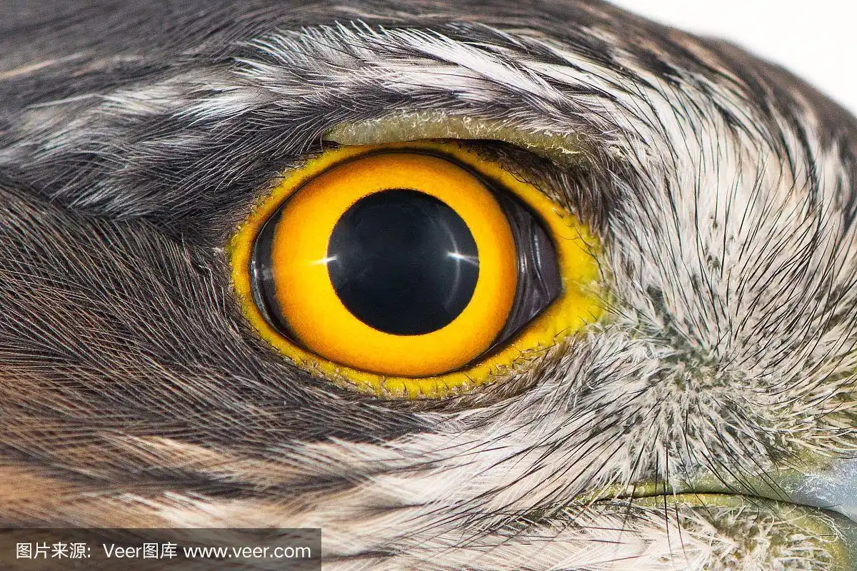 雌雀鹰眼特写,微距照片,欧亚雀鹰眼