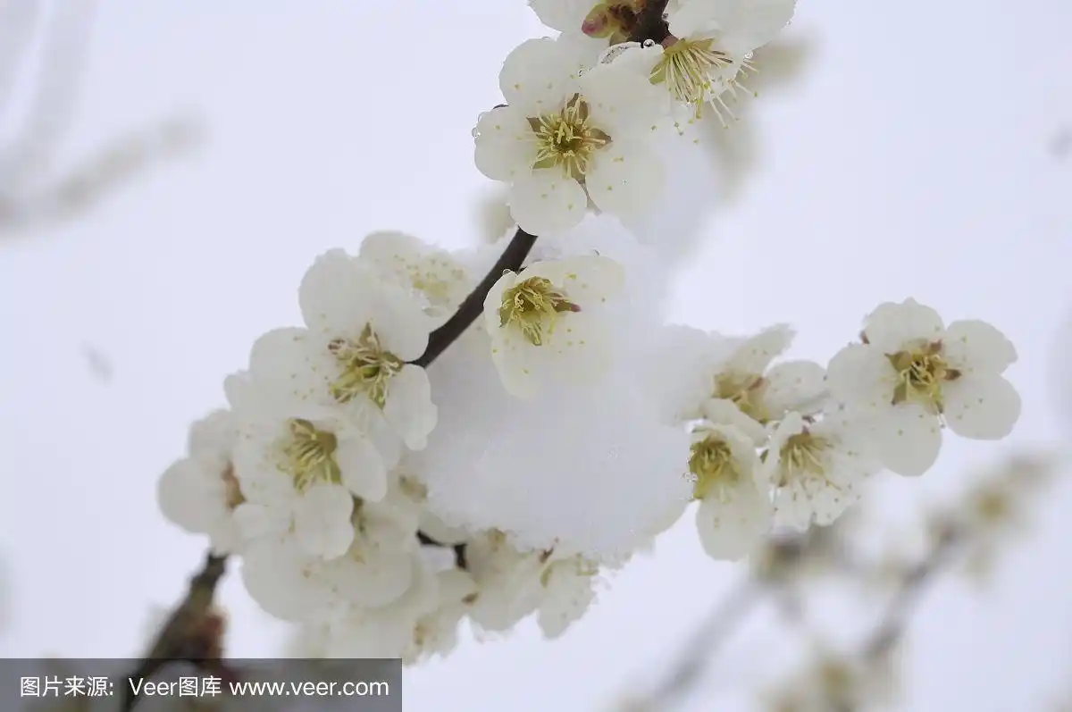 雪白的梅花在雪中绽放