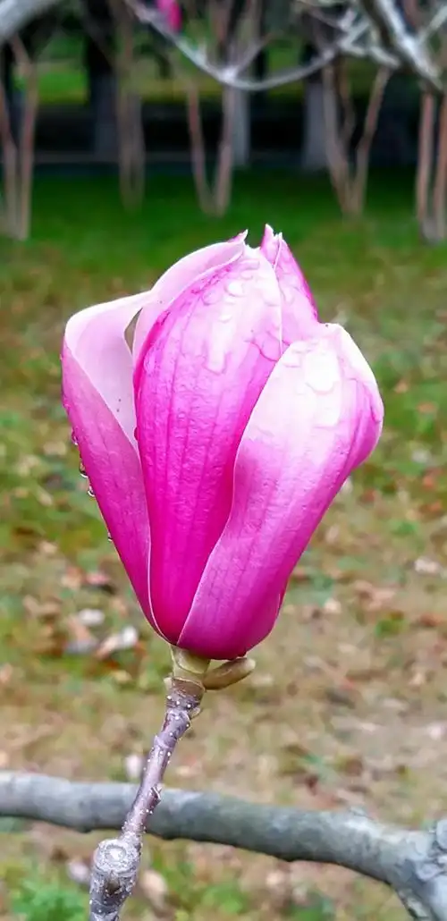 玉兰花 (2021年三月 扬州)