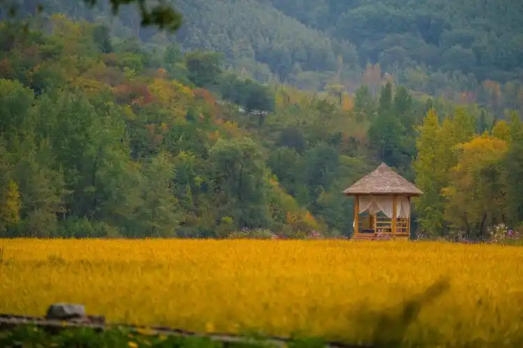 这个地方的稻田私藏了承德醉美的秋天