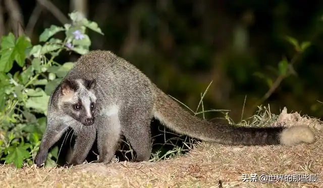 山狸(山狸子是什么动物) 资讯 第5张
