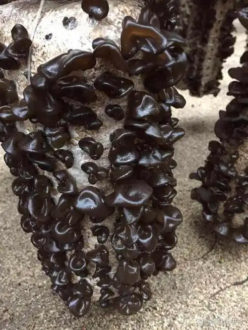 全国哪里的黑木耳最好中国十大黑木耳产地有你的家乡吗