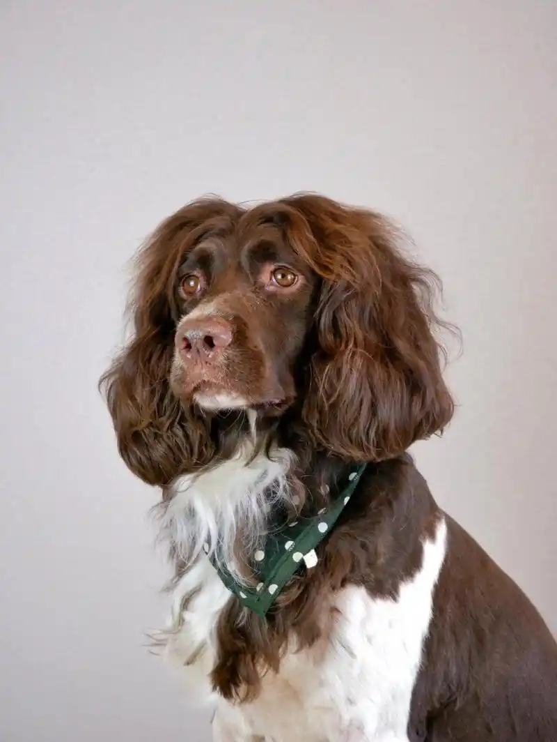 缉毒犬搜救犬-英国史宾格猎犬 大耳朵 长头发 中型犬 智商高 很友好