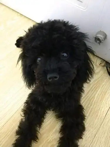 在地摊50元买了只黑泰迪喂养五个月网友直呼我赚了